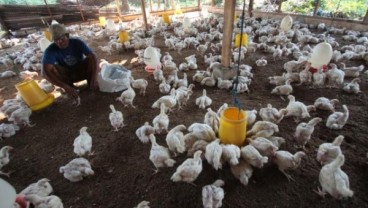 Segmen Broiler Menekan Laba Malindo Feedmill (MAIN)